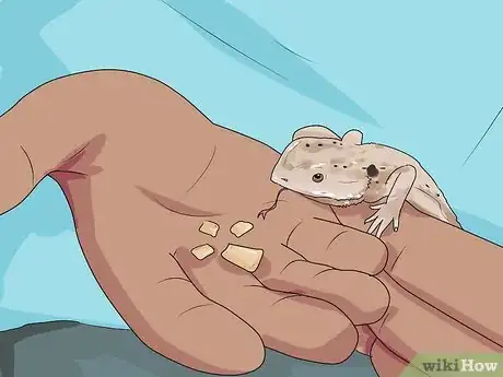 Image titled Catch a Pet Lizard or Skink Step 10