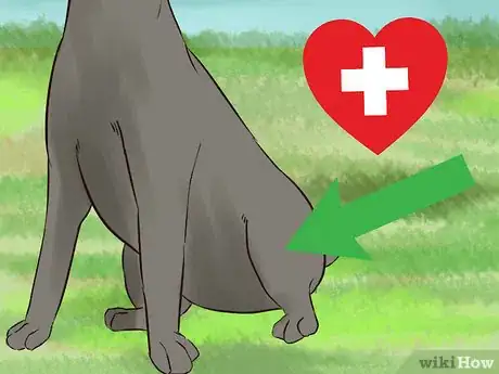 Image titled Choose Exercise That Strengthens Senior Dogs Step 6