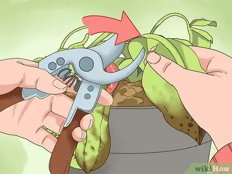 Image titled Care for Nepenthes (Tropical Pitcher Plants) Step 12