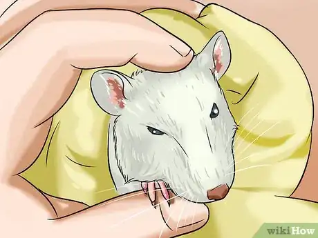 Image titled Make a Swimming Pool for Your Rat Step 6