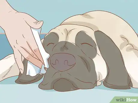 Image titled Care for an English Mastiff Step 17