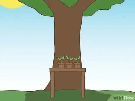 Image titled Harden Off Seedlings Step 2