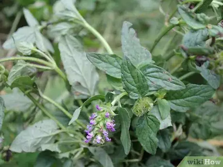 Image titled Grow Catmint from Cuttings Step 11