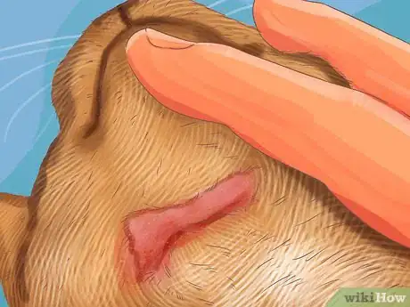 Image titled Diagnose Seasonal Allergies in Cats Step 3