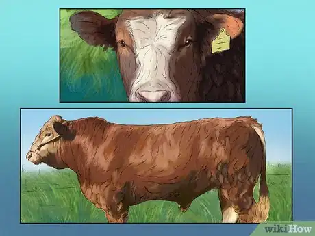 Image titled Identify Gelbvieh Cattle Step 2