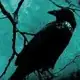 Raven_Night