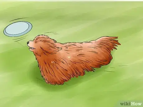 Image titled Identify a Puli Step 7