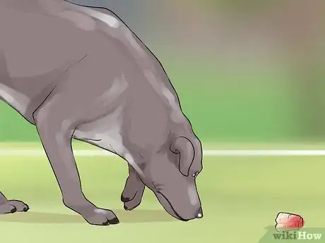 Image titled Do Short Training Sessions with Your Hunting Dog Step 9