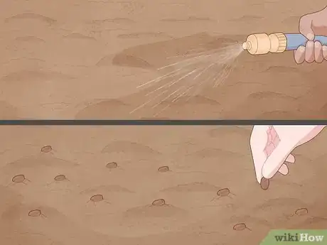 Image titled Grow Horehound Step 5