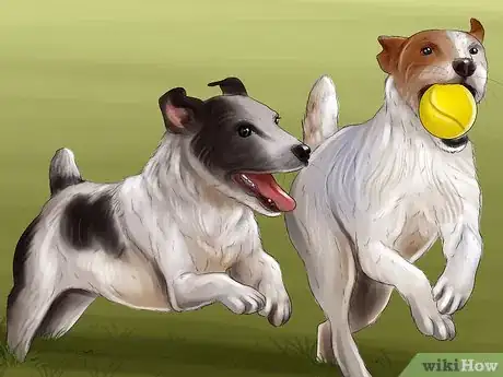 Image titled Keep an Indoor Dog Active Step 5