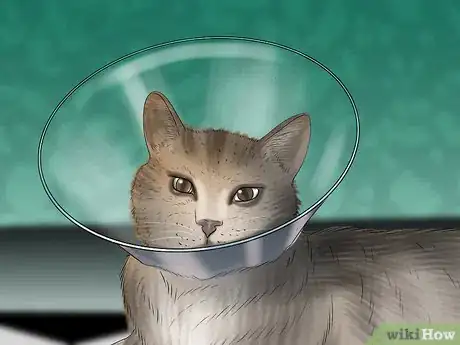 Image titled Treat Skin Inflammation in Cats Step 6