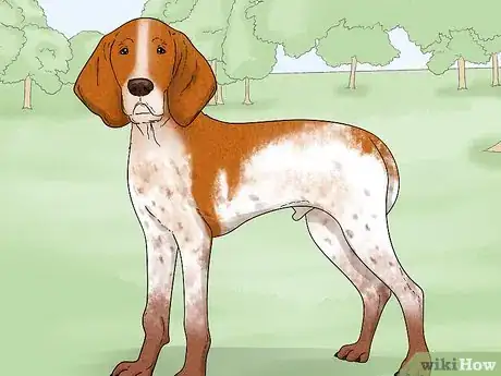 Image titled Identify a Bracco Italiano Step 14