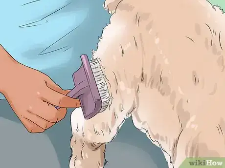 Image titled Give Your Dog a Make Over Step 1