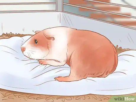 Image titled Neuter Your Guinea Pig Step 17
