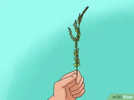 Image titled Grow Sorrel Step 9