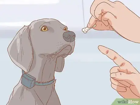 Image titled Use a Pager Collar Step 4