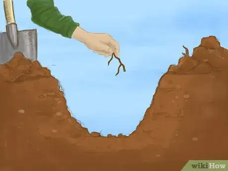 Image titled Plant a Bare Root Tree Step 4