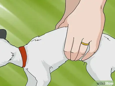 Image titled Look After a Deaf Ferret Step 10