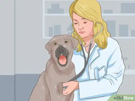 Image titled Diagnose Behavioral Dysfunction in Senior Dogs Step 8