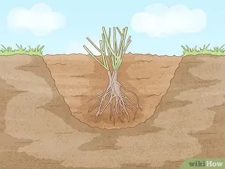 Image titled Plant Roots Step 5