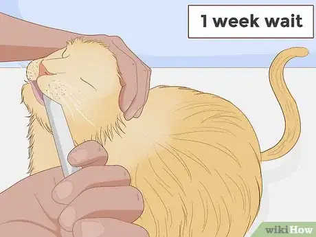 Image titled Treat a Cat With Asthma Step 6