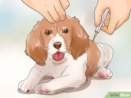 Image titled Care for English Springer Spaniels Step 13