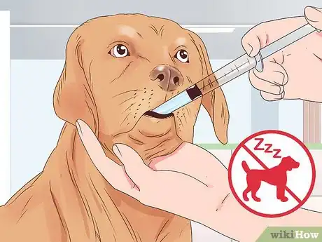 Image titled Travel with Dogs Step 6