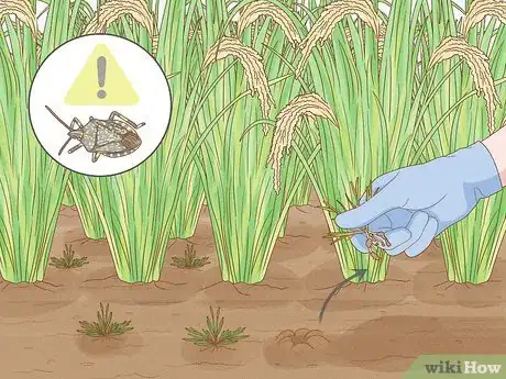 Image titled Control Pests in Rice Step 3