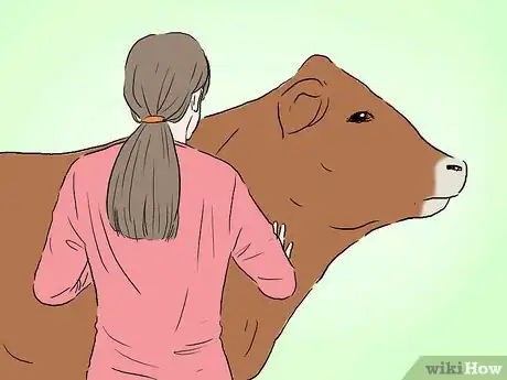 Image titled Identify Limousin Cattle Step 4