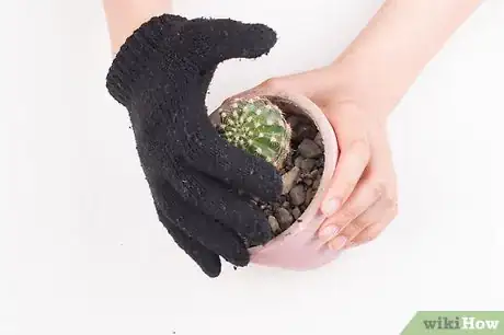 Image titled Pot a Spiny Cactus Without Getting Pricked Step 2