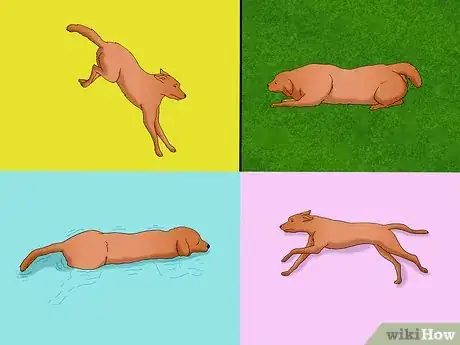 Image titled Keep Your Dog in Shape Step 4