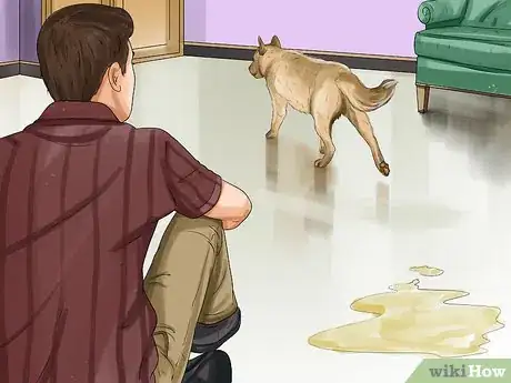 Image titled Treat Canine Incontinence Step 1