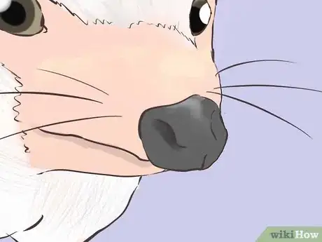 Image titled Buy a Hedgehog Step 11