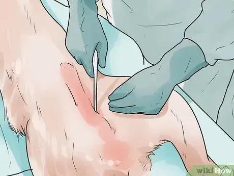 Image titled Care for English Springer Spaniels Step 15