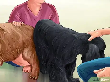Image titled Know if Your Female Dog Is Ready to Breed Step 10