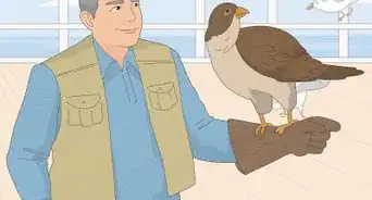 Deal with Aggressive Seagulls