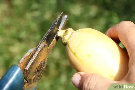 Image titled Cure Winter Squash Step 4