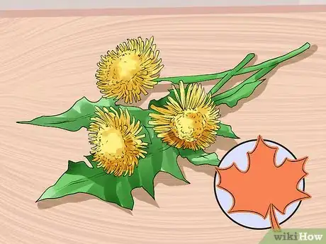 Image titled Harvest Dandelions Step 1