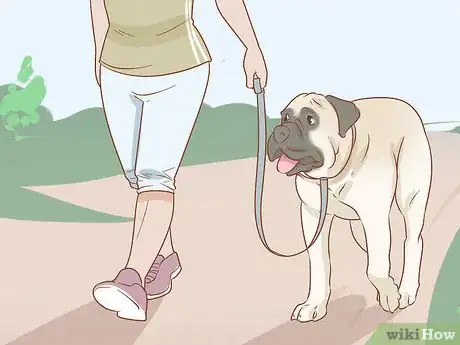 Image titled Care for an English Mastiff Step 15