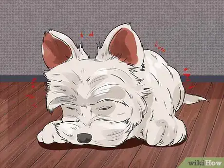 Image titled Diagnose Portosystemic Shunts in Yorkshire Terriers Step 2