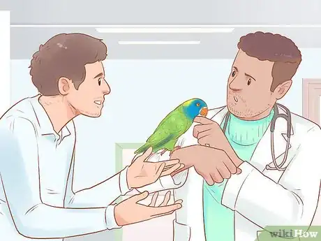 Image titled Treat Chlamydiosis in Lories and Lorikeets Step 6
