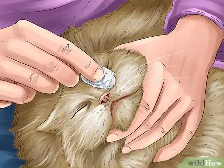 Image titled Care for a LaPerm Cat Step 11