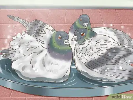 Image titled Use the Widowhood System to Train Homing Pigeons Step 4