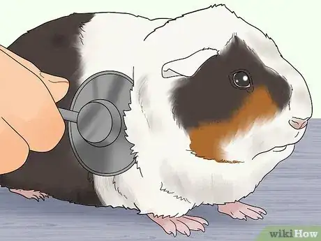 Image titled Choose a Guinea Pig for Breeding Step 14