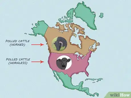 Image titled Identify Welsh Black Cattle Step 9