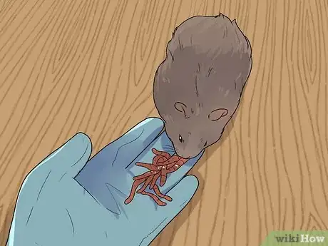 Image titled Feed Dwarf Hamsters Step 3