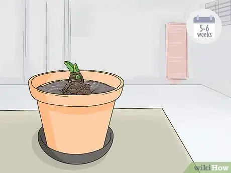 Image titled Store Amaryllis Bulbs Step 4