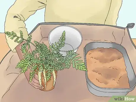 Image titled Grow a Rabbit Foot Fern Step 3