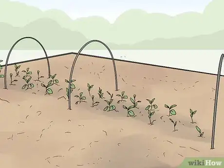 Image titled Use Horticultural Fleece Step 5