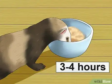 Image titled Keep Your Ferret's Hair Healthy Step 3